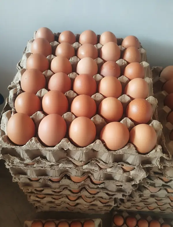 Ovos de Gema Firme – Cartela com 30 Unidades